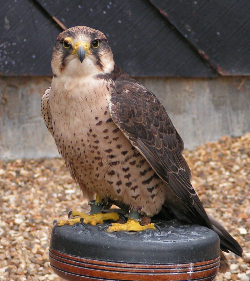European Lanner Falcon (Falco biarmicus feldeggi) 800.jpg