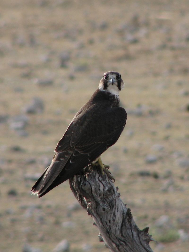 Lanner falcon, Falco biarmicus Etosha.jpg