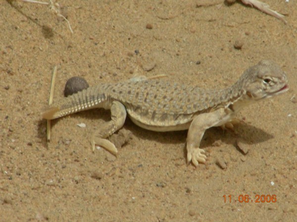 AB014 Juvenile Indian spiny-tailed lizard (Uromastyx hardwickii).jpg