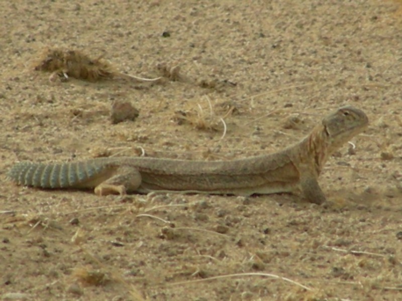 AAB004 Indian spiny-tailed lizard (Uromastyx hardwickii) 763.jpg