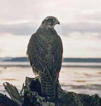 Gyrfalcon (Falco rusticolus).jpg