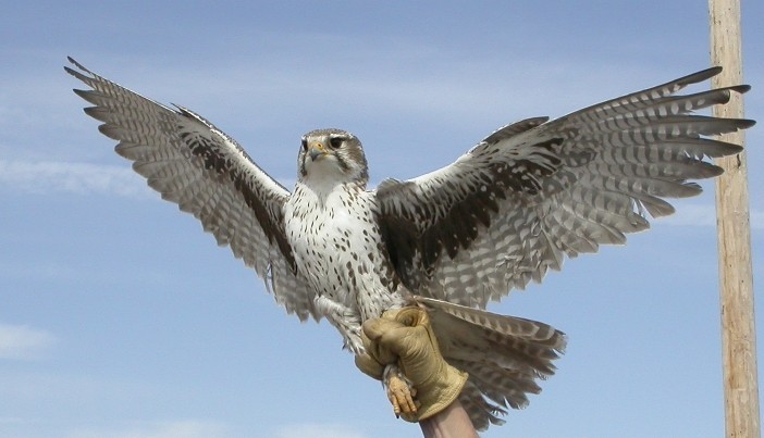 Prairie Falcon (Falco mexicanus) in hand.jpg