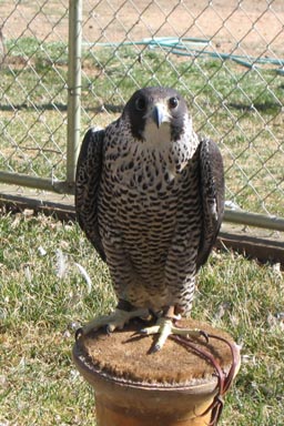 Peales-Peale\'s Falcon (Falco peregrinus pealei).jpg