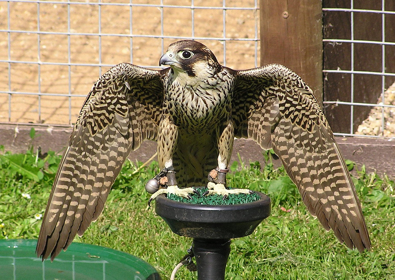 Barbary Falcon (Falco pelegrinoides).jpg
