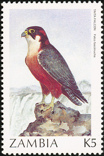 zam198708l-Taita Falcon (Falco fasciinucha).jpg