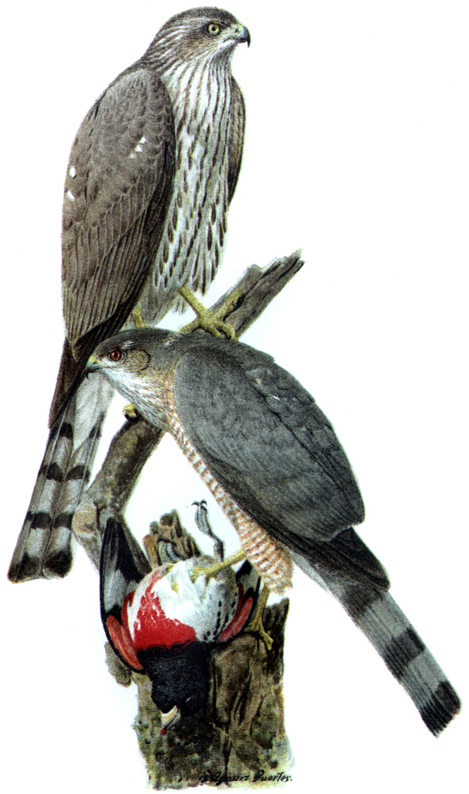Sharp-shinned Hawk (Accipiter striatus) DO1908P02CA.jpg