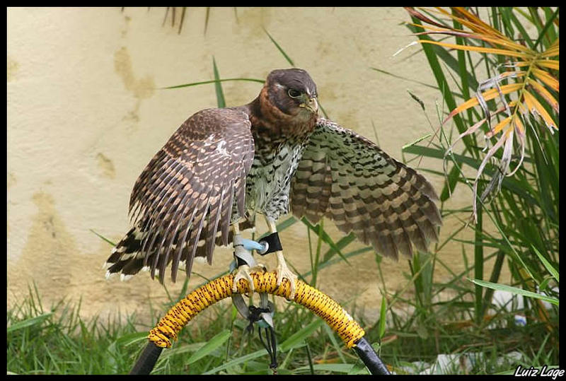 Collared Forest Falcon, Micrastur semitorquatus.jpg