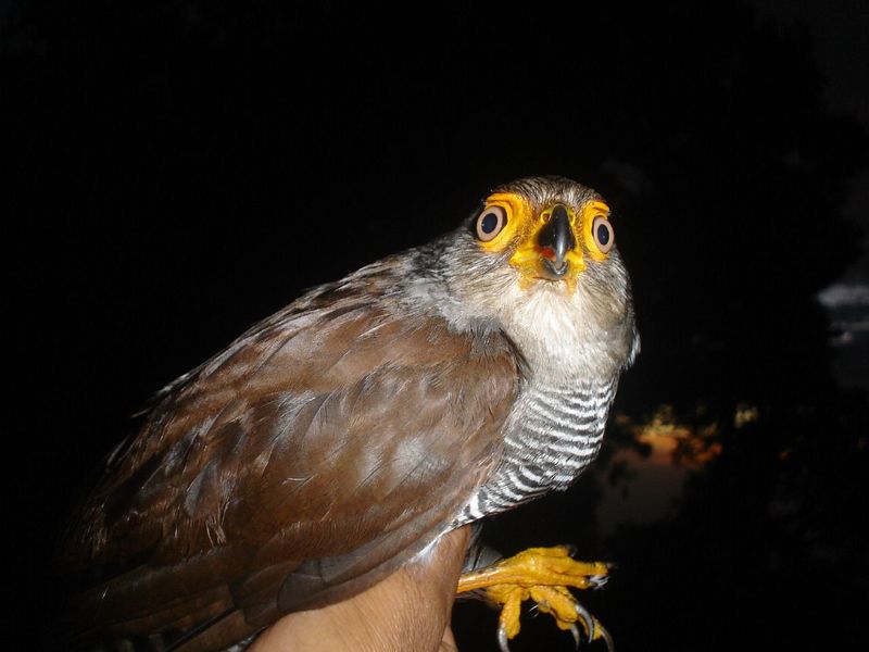Barred Forest-falcon (Micrastur ruficollis).jpg