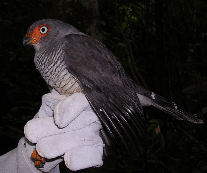 Lined Forest-falcon (Micrastur gilvicollis), profile.jpg