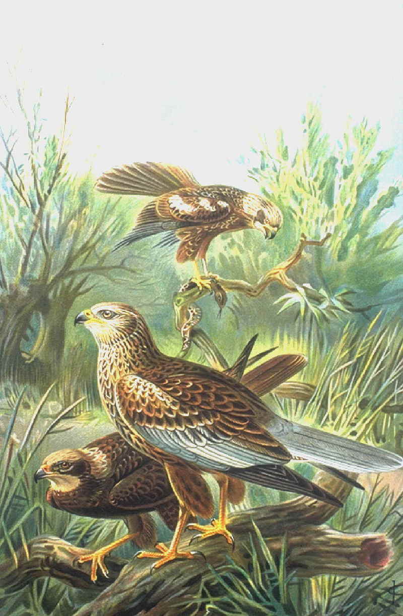 Rohrweihe-Eurasian or Western Marsh Harrier (Circus aeruginosus).jpg
