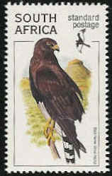 R168-Black Harrier (Circus maurus).jpg