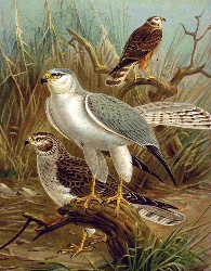 Pale or Pallid Harrier (Circus macrourus).jpg