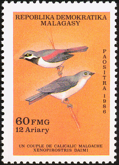 mlg198602l-Red-tailed Vanga (Calicalicus madagascariensis).jpg