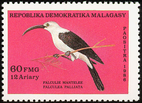 mlg198603l-Sickle-billed Vanga (Falculea palliata).jpg