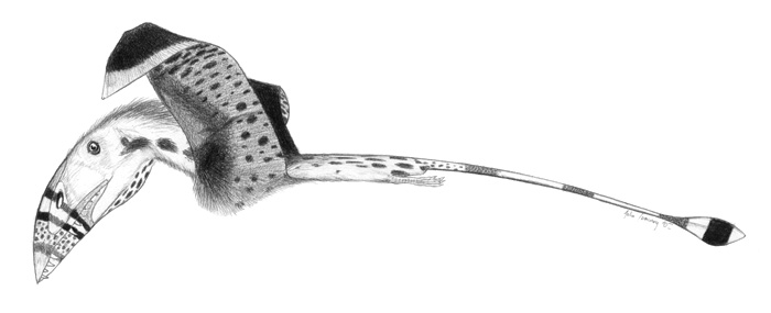 Dimorphodon-macronyx jconway.jpg