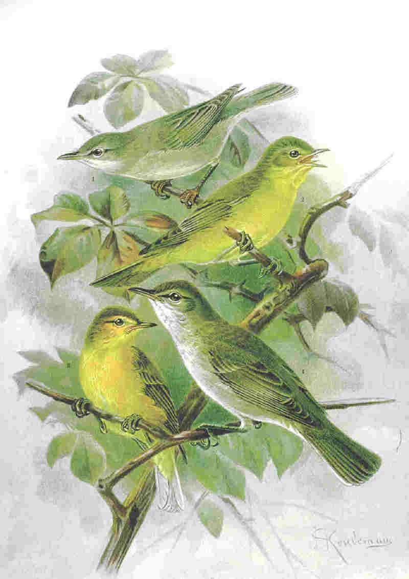 Hypolais - Tree Warblers.jpg
