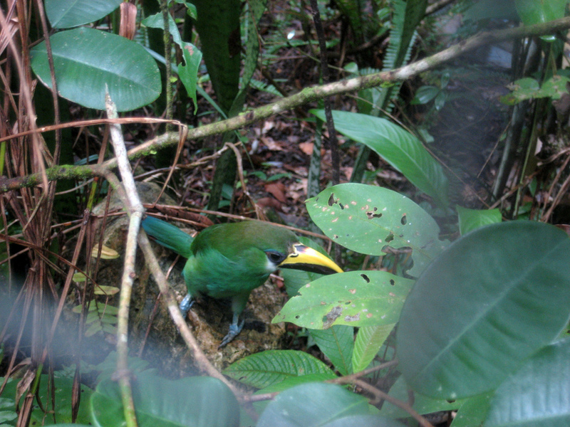 Emerald Toucanet (Aulacorhynchus prasinus).jpg