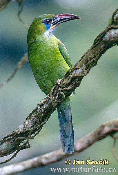 groove-billed-toucanet,-tucancito-verde--aulacorhynchus-sulcatus.jpg
