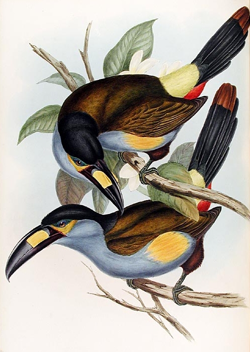Plate-billed Mountain-toucan (Andigena laminirostris)-Gould.jpg
