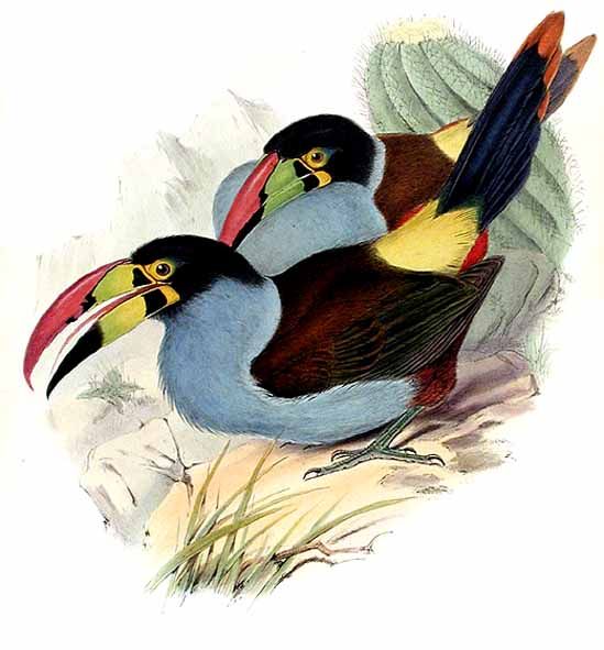 toucan bleu jogo 0g-Grey-breasted Mountain-toucan (Andigena hypoglauca).jpg