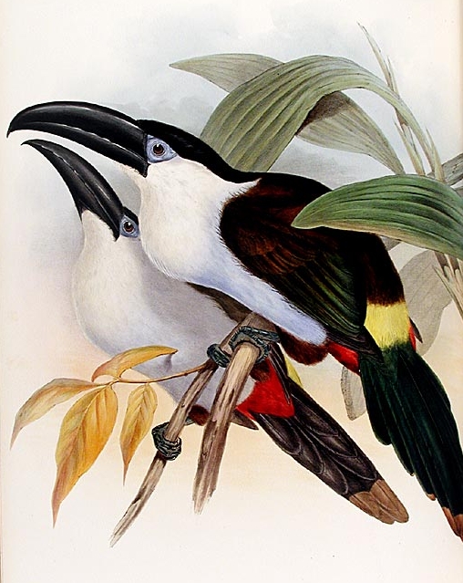 Black-billed Mountain-toucan (Andigena nigrirostris)-Gould.jpg