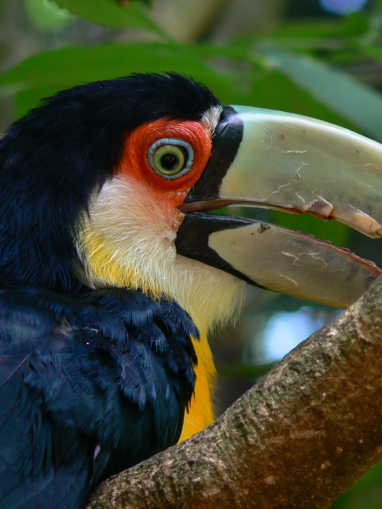 Red-breasted Toucan (Ramphastos dicolorus).jpg