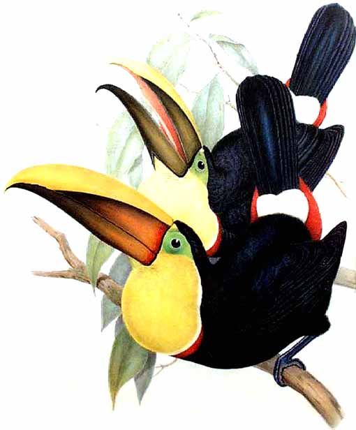 toucan tocard jogo 0g-Black-mandibled Toucan (Ramphastos ambiguus).jpg