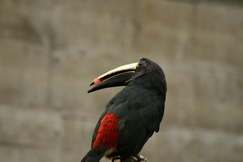Black-necked Aracari (Pteroglossus aracari).jpg