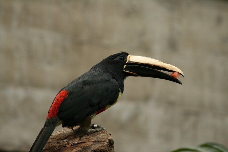 Black-necked Aracari (Pteroglossus aracari).jpg