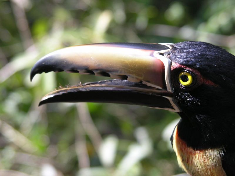 Collared Aracari (Pteroglossus torquatus).jpg