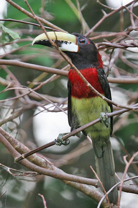 ptebit15167-Red-necked Aracari (Pteroglossus bitorquatus).jpg