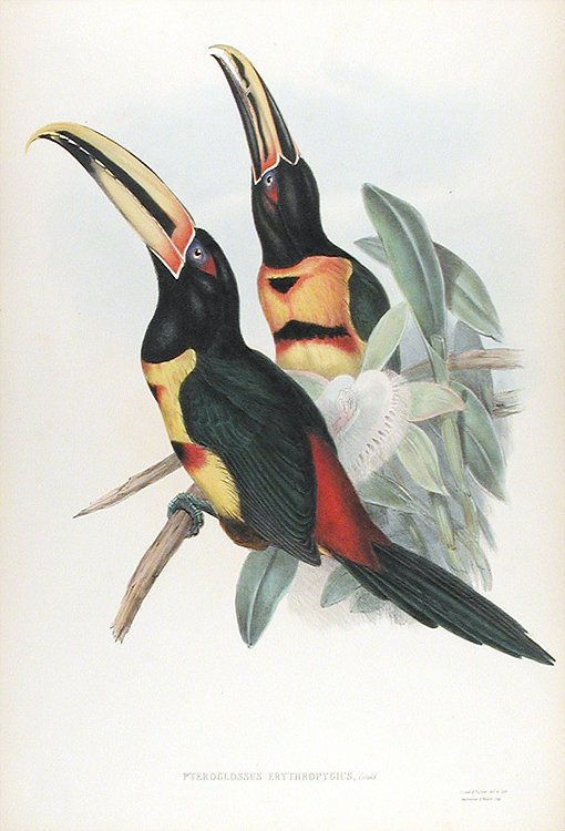 Pale-mandibled Aracari (Pteroglossus erythropygius)-Gould.jpg