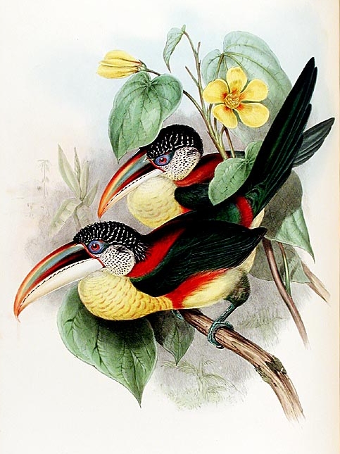 Curl-crested or Curly-crested Aracari (Pteroglossus beauharnaesii)-Gould.jpg