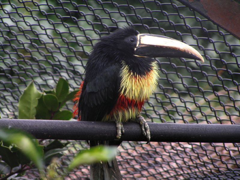 Black-necked Aracari, Pteroglossus aracari.jpg