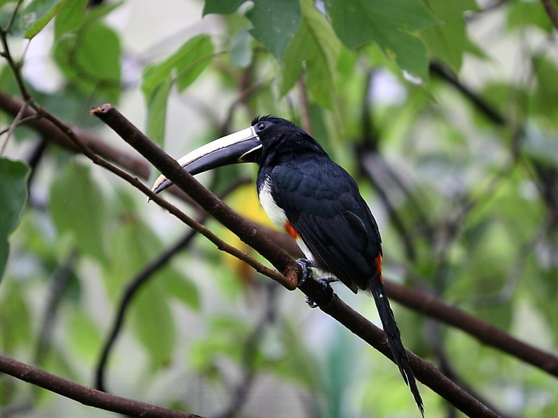 Black-necked Aracari, Pteroglossus aracari.jpg