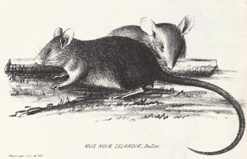Polynesian Rat NZ - Pacific Rat (Rattus exulans).jpg