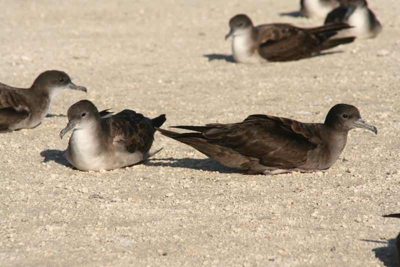 Wedge-tail morphs-Wedge-tailed Shearwater (Puffinus pacificus).jpg