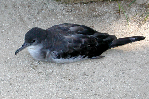 Wedge-tailed Shearwater (Puffinus pacificus)2.jpg