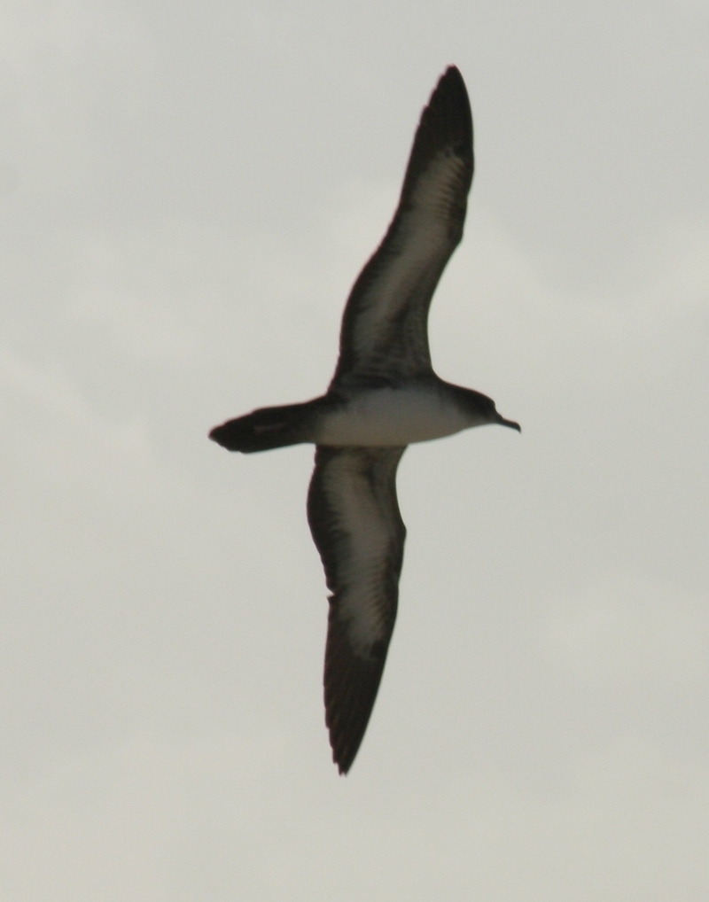 W-tail-Wedge-tailed Shearwater (Puffinus pacificus).jpg