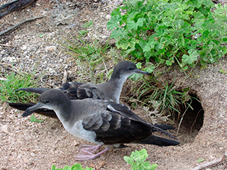 Wedge-tailed Shearwater (Puffinus pacificus).jpg