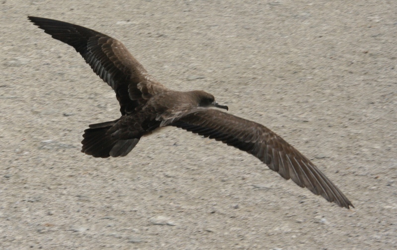 Wedge-tailed Shearwater (Puffinus pacificus) in flight.jpg