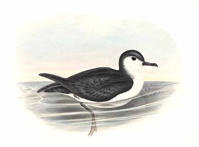 puffin semblable jogo 0g-Southern Little Shearwater (Puffinus assimilis).jpg