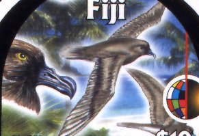 Fiji Petrel (Pseudobulweria macgillivrayi).jpg