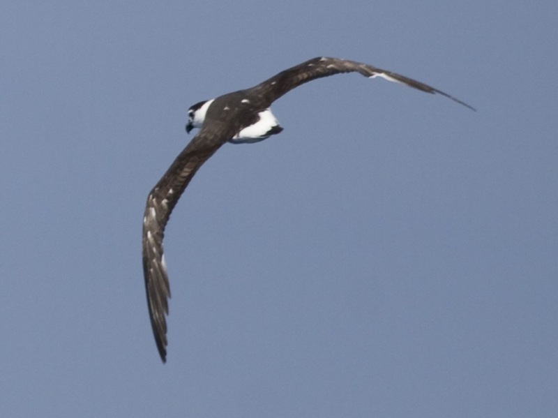 Black-capped Petrel, Pterodroma hasitata.jpg
