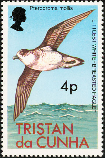 tdc197704l-Soft-plumaged Petrel (Pterodroma mollis).jpg