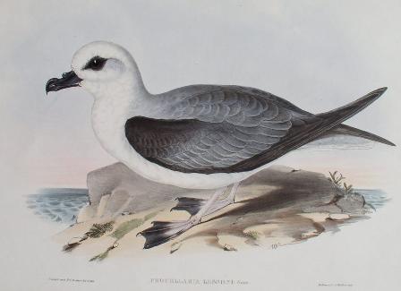 petrelwheadgould-White-headed Petrel (Pterodroma lessonii).bmp