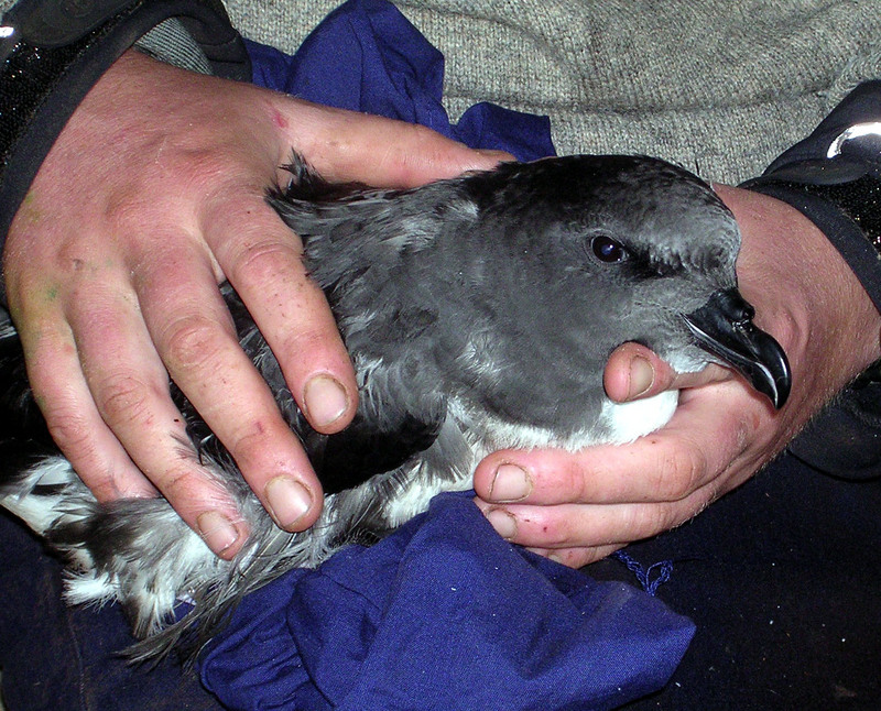 Taiko chick May2006-Magenta Petrel or Chatham Island Taiko (Pterodroma magentae).jpg
