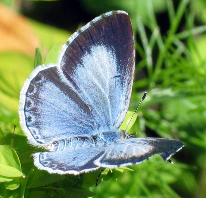 Holly Blue Butterfly (Celastrina argiolus) 1.jpg