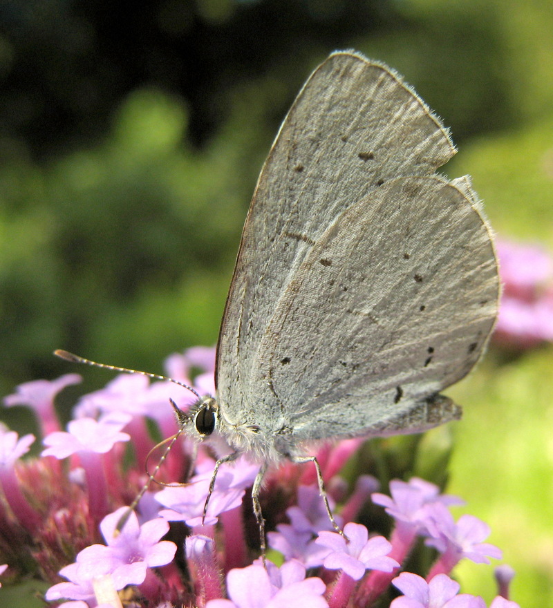 Holly Blue Butterfly (Celastrina argiolus).jpg
