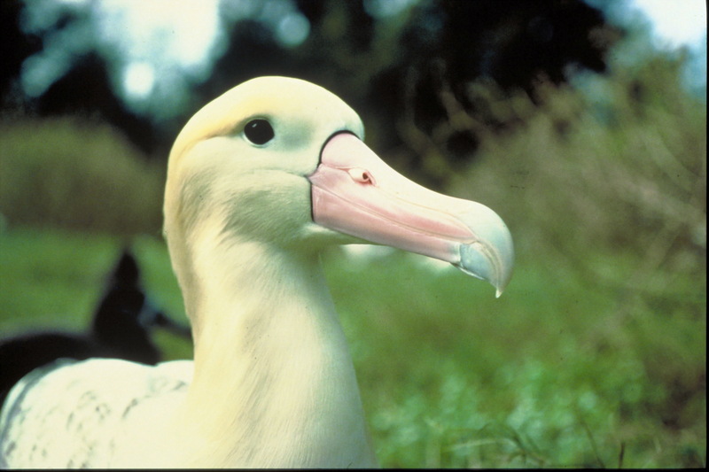 Shorttail albatross - Short-tailed Albatross or Steller\'s Albatross (Phoebastria albatrus).jpg